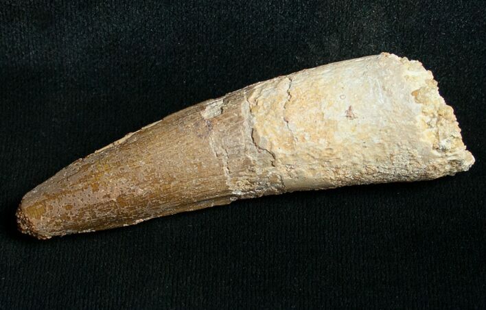 Large Spinosaurus Tooth #8739